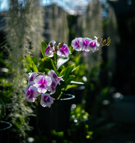 Pictures from Maavah