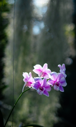 Pictures from Maavah