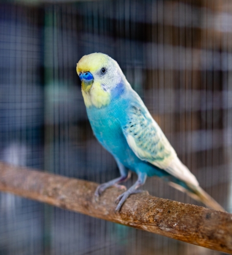 Pictures from Maavah